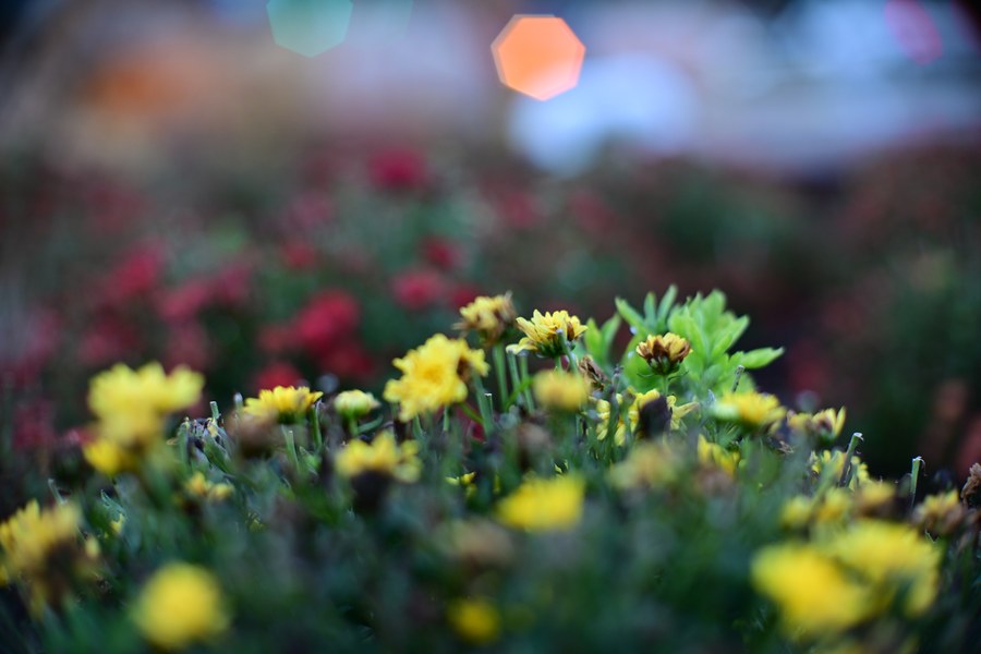 Yellow flowers surrounded by soft colored light